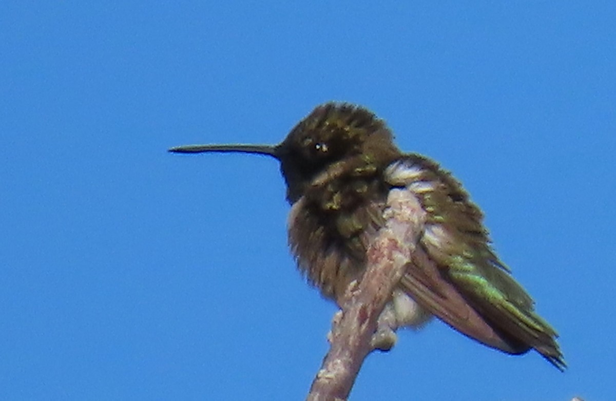 Black-chinned Hummingbird - ML619819904