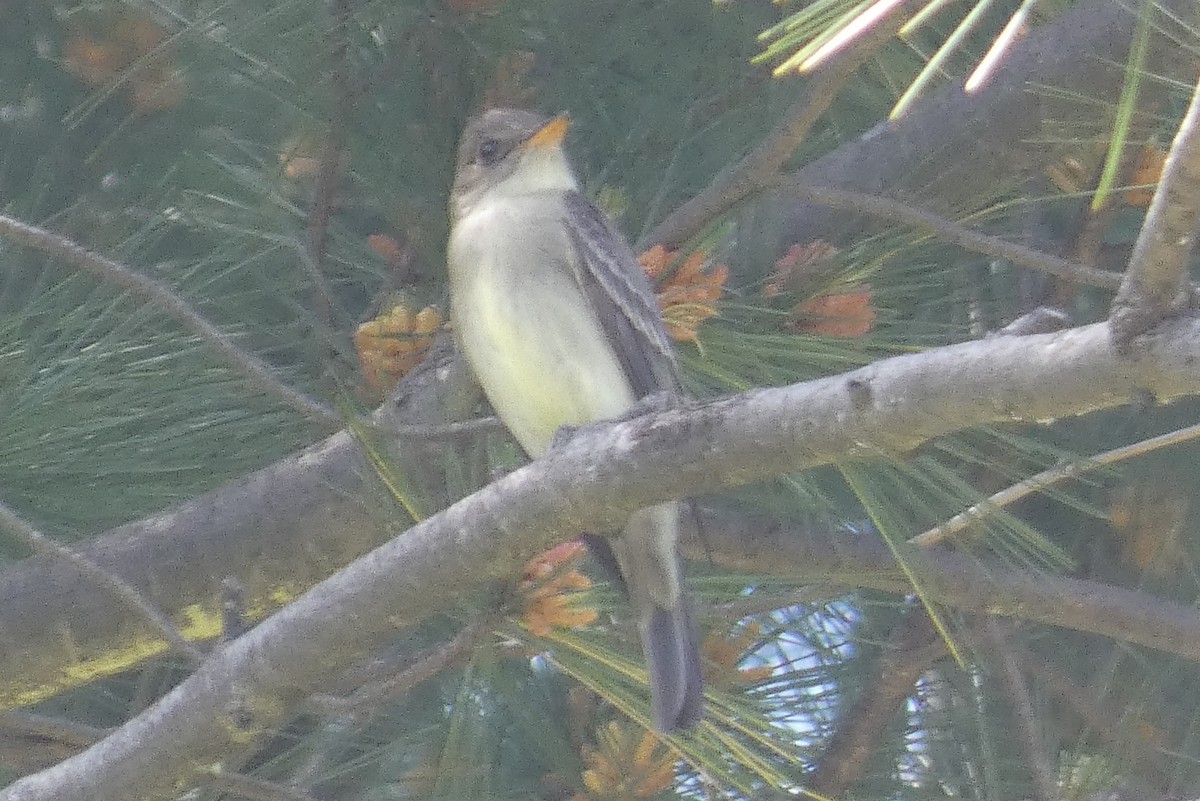 Eastern Wood-Pewee - ML619819909