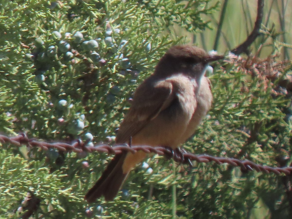 Say's Phoebe - ML619819914