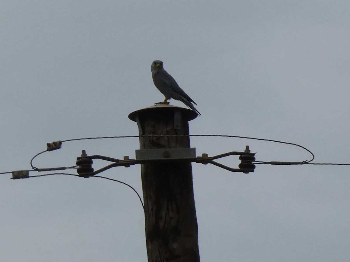 Gray Kestrel - ML619819917