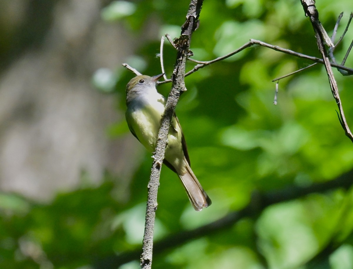Great Crested Flycatcher - ML619819928
