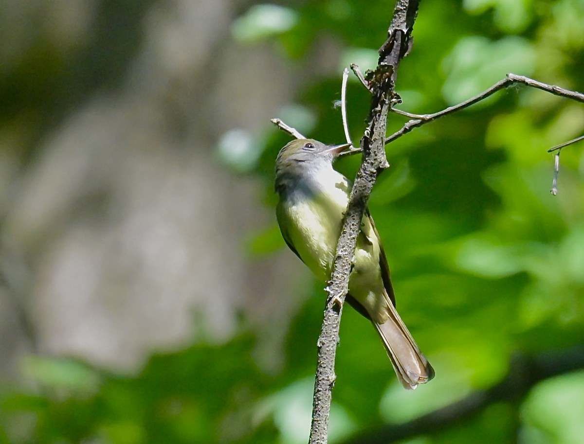 Great Crested Flycatcher - ML619819943