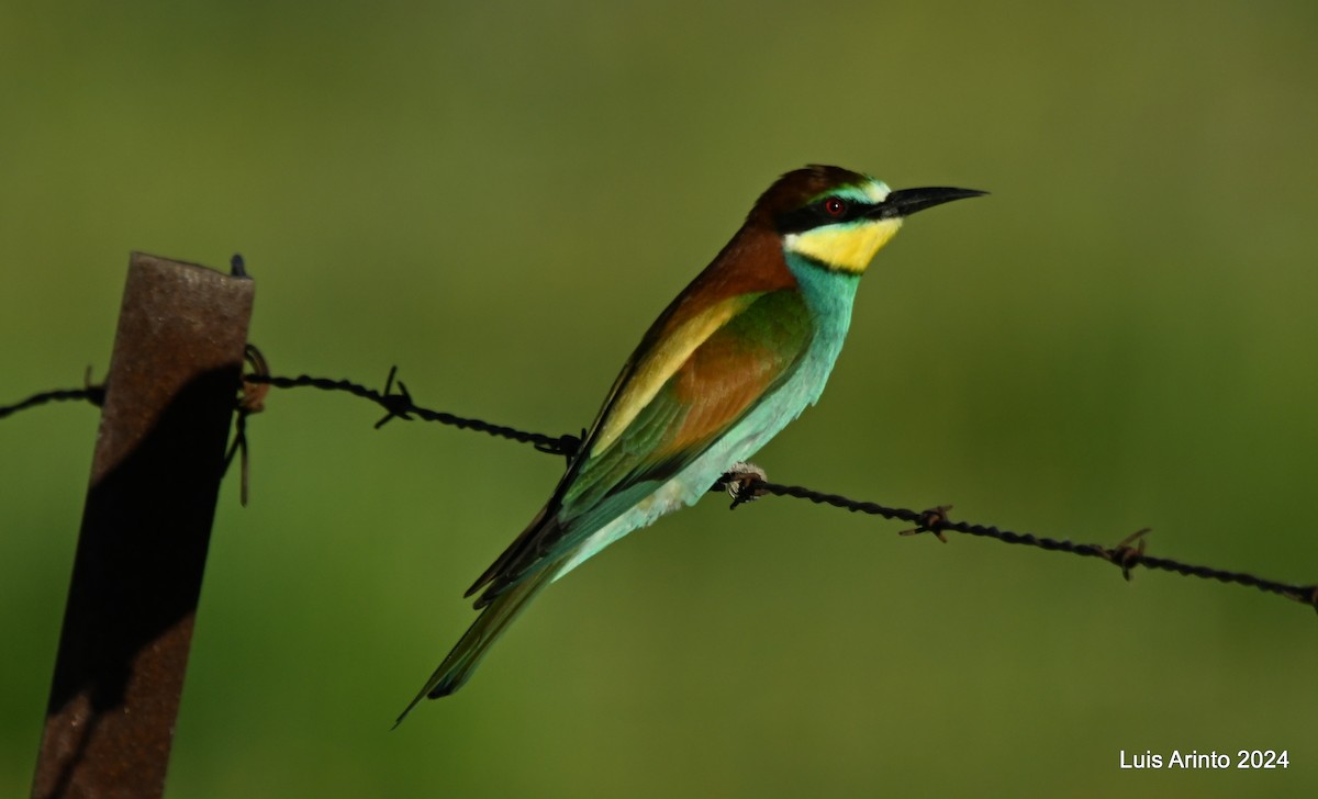 European Bee-eater - ML619819946