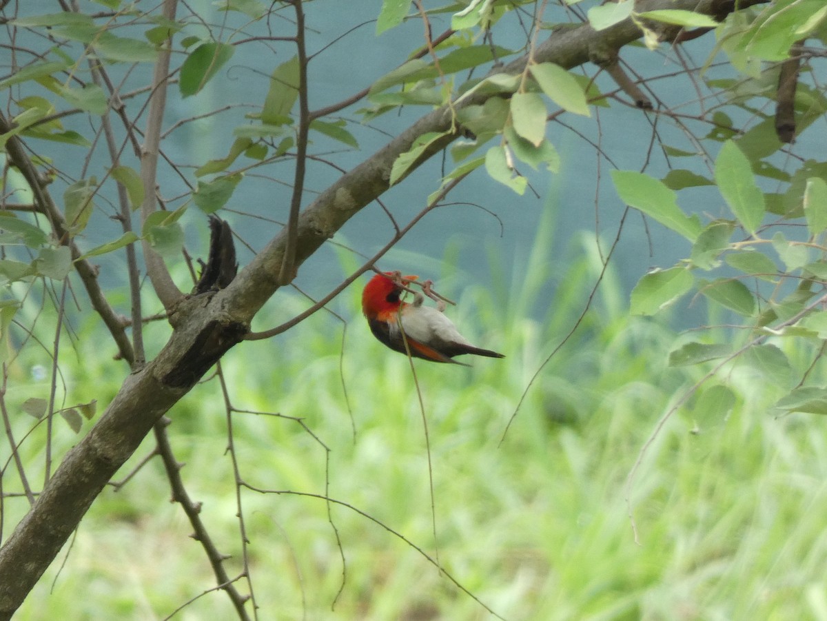 Red-headed Weaver - ML619819950