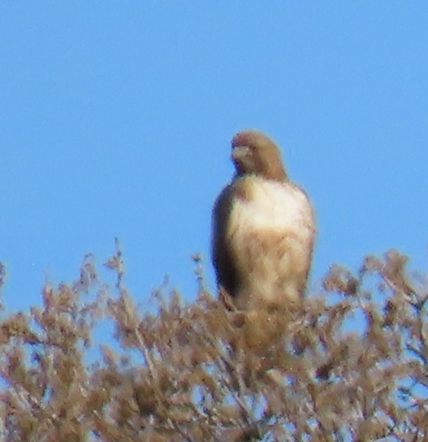 Red-tailed Hawk (calurus/alascensis) - ML619819955