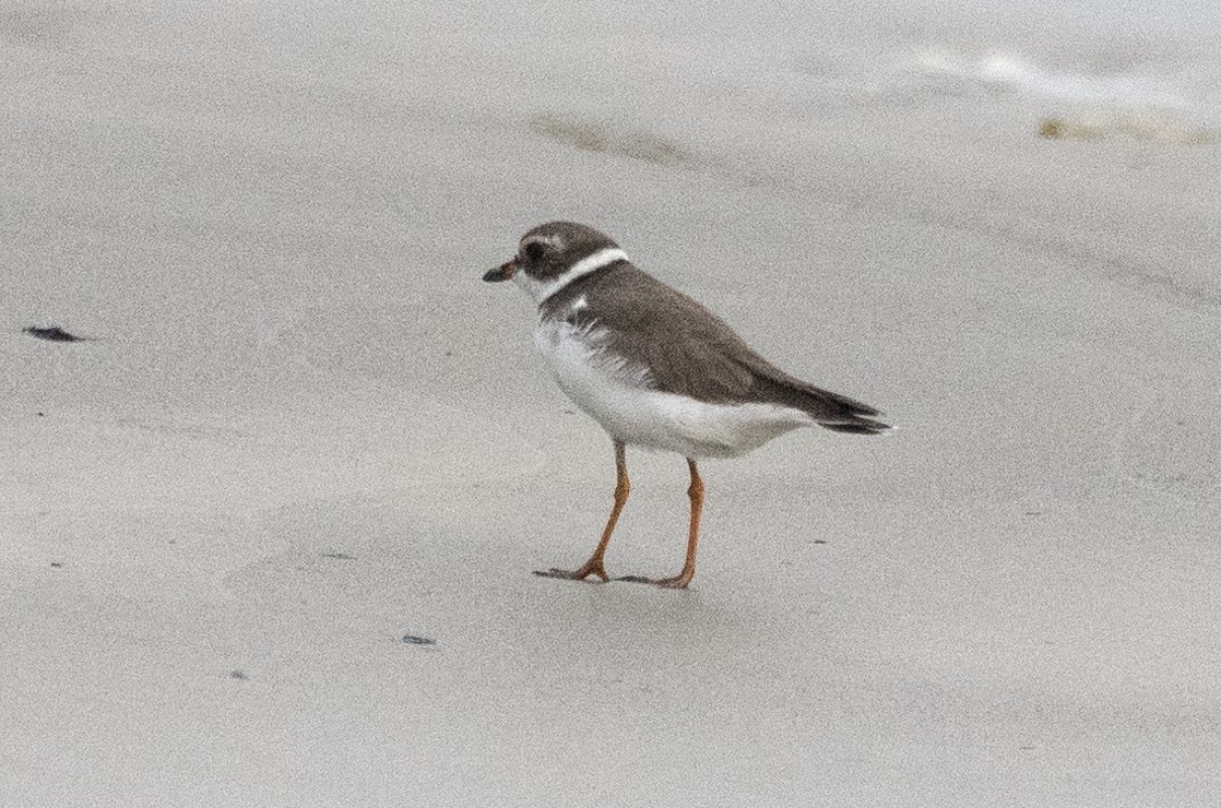 Semipalmated Plover - ML619819960