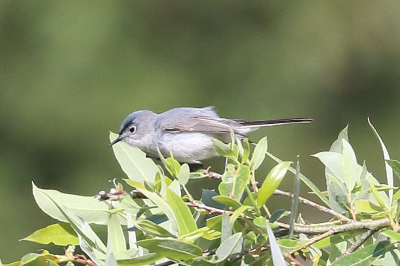 Blue-gray Gnatcatcher - ML619819964