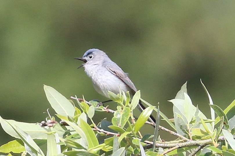 Blue-gray Gnatcatcher - ML619819976