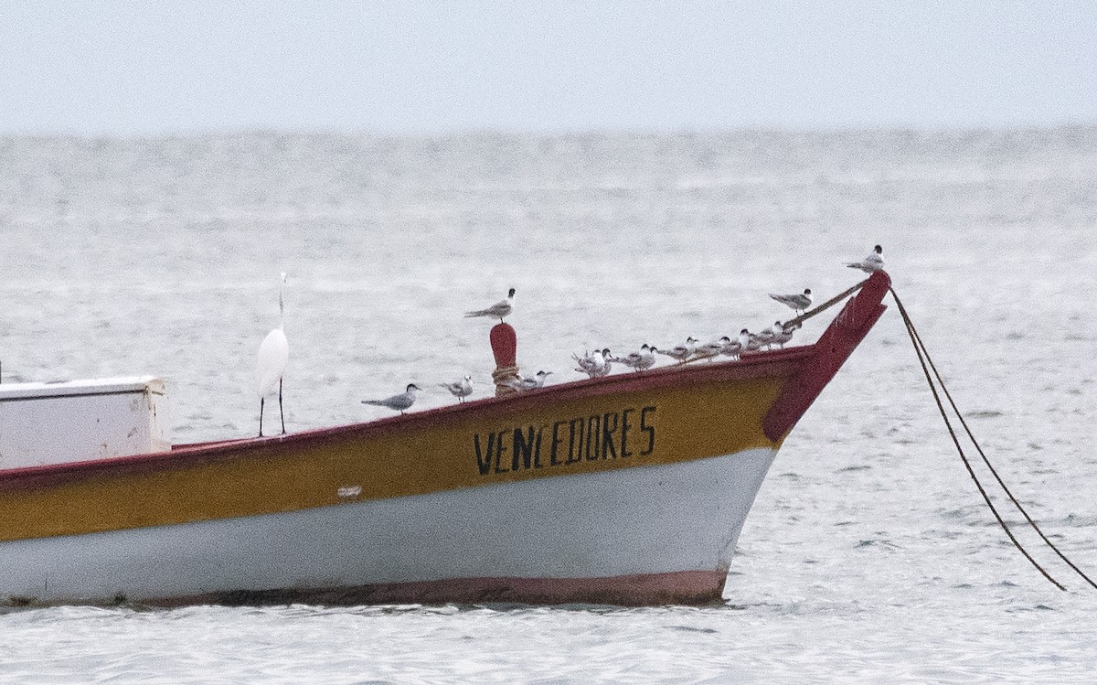 Common Tern - ML619819978