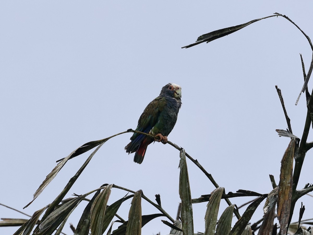 White-crowned Parrot - ML619819986