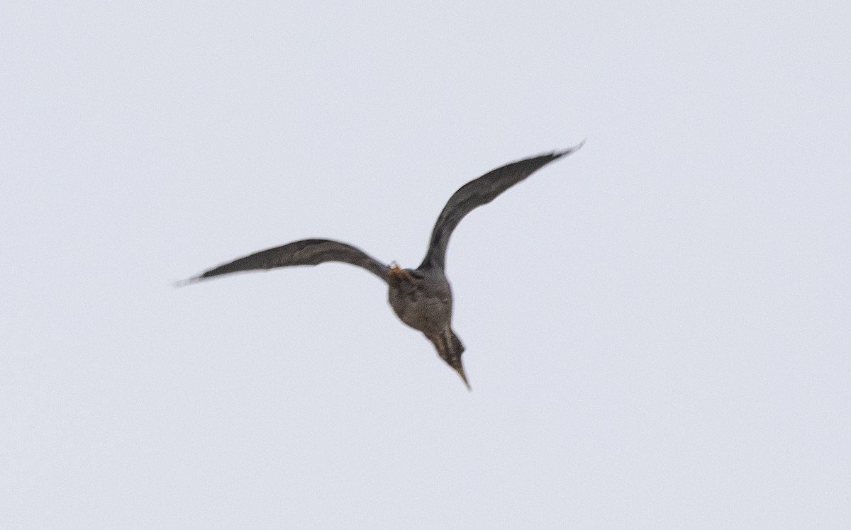 Striated Heron (South American) - ML619819995