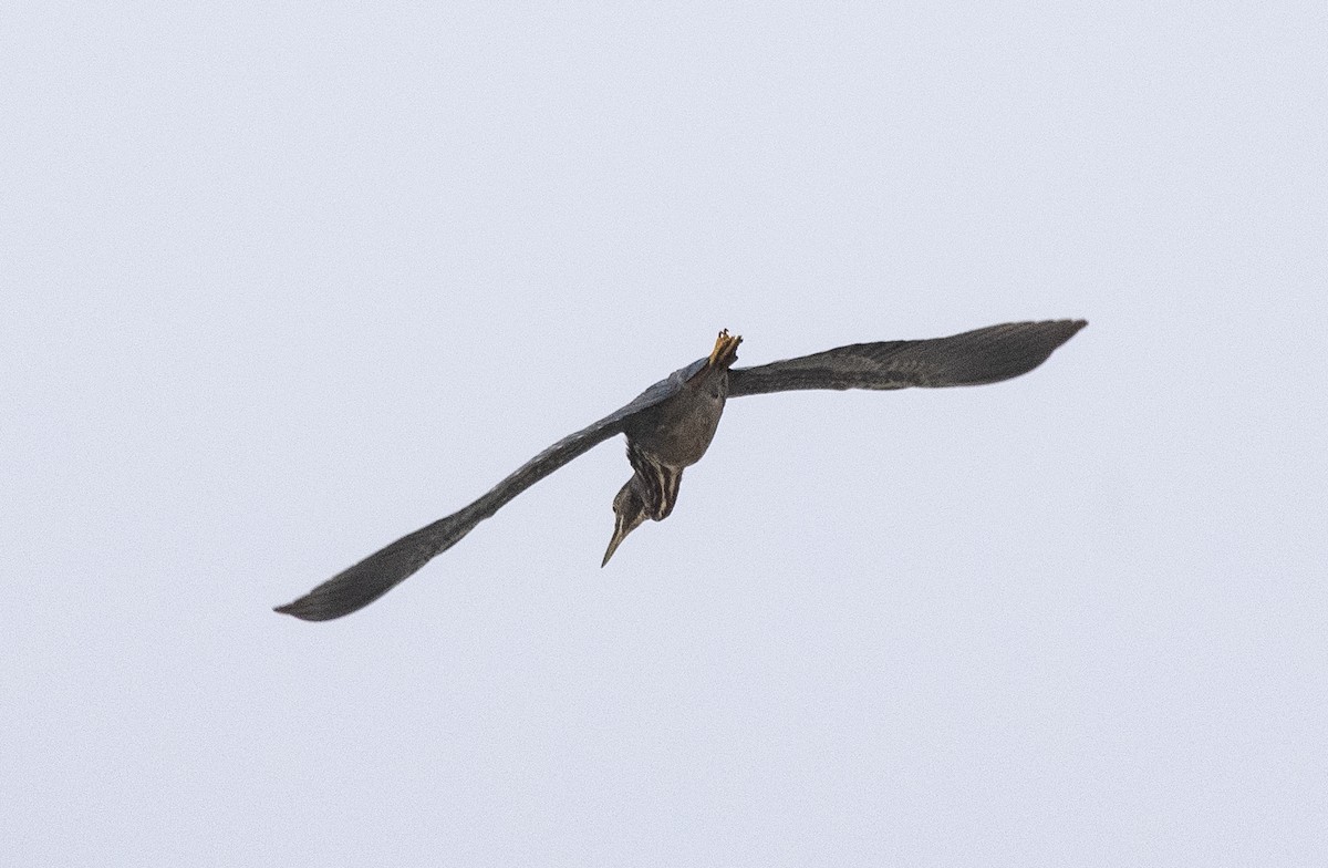 Striated Heron (South American) - ML619819996