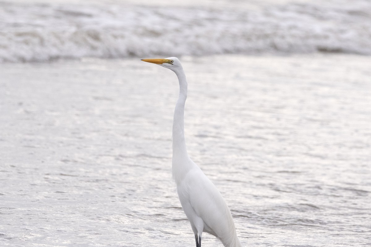 Great Egret - ML619820001