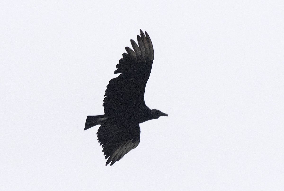 Black Vulture - ML619820005
