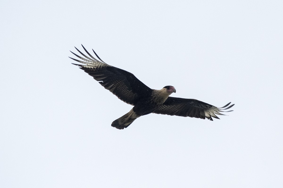 Crested Caracara - ML619820010