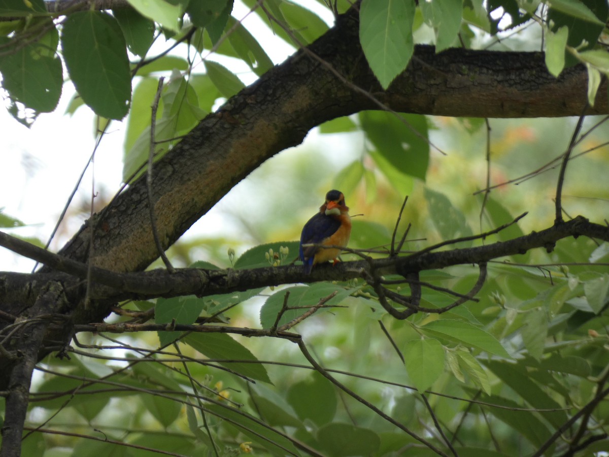 African Pygmy Kingfisher - ML619820017