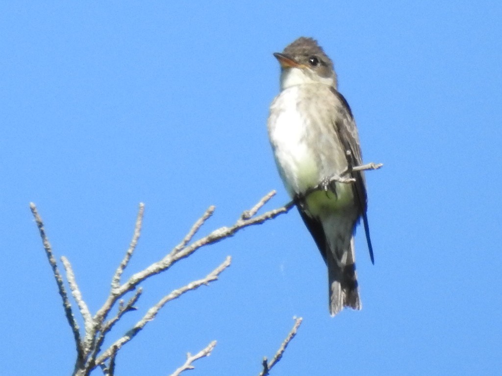 Olive-sided Flycatcher - ML619820020