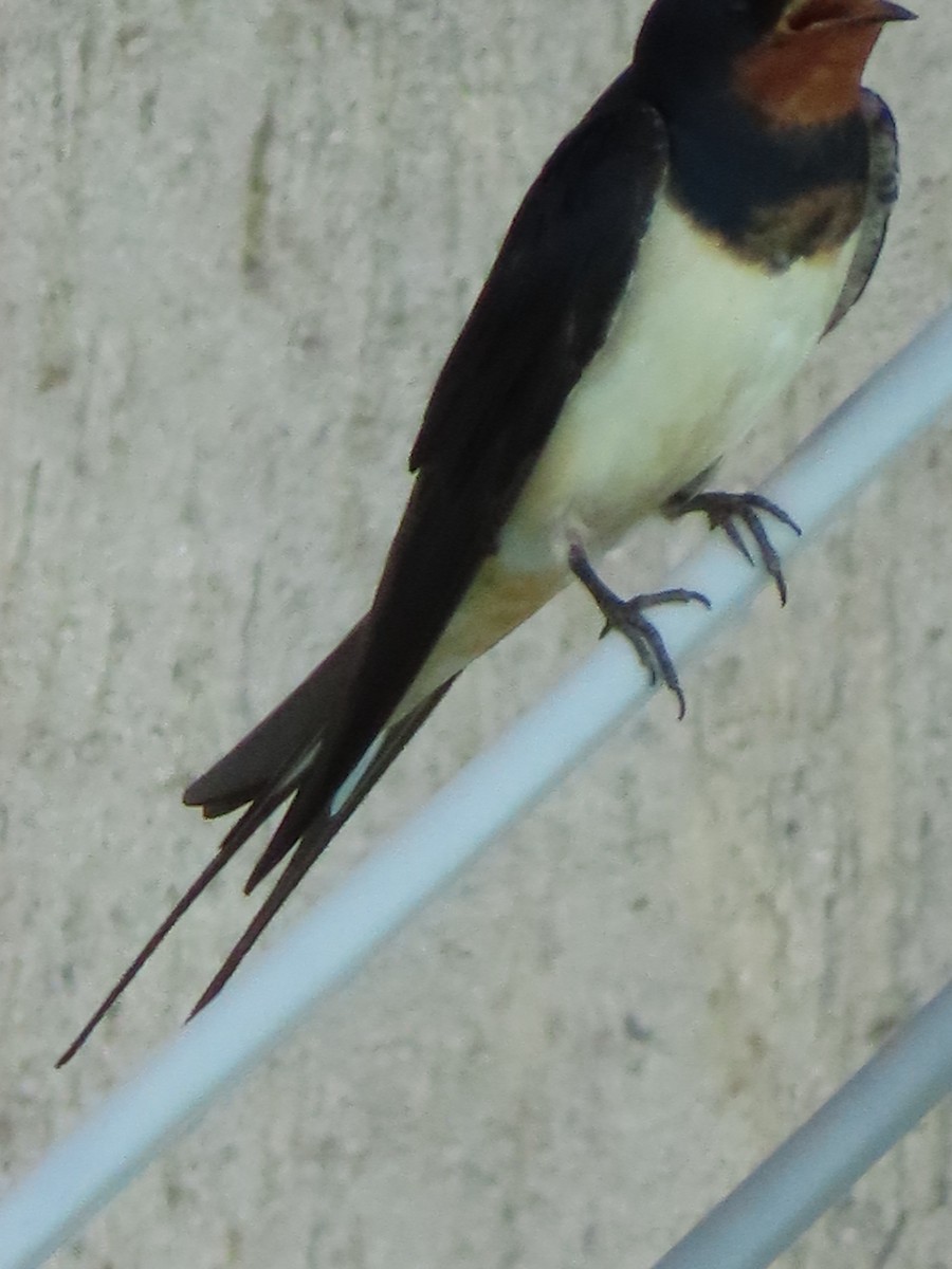 Barn Swallow - ML619820025