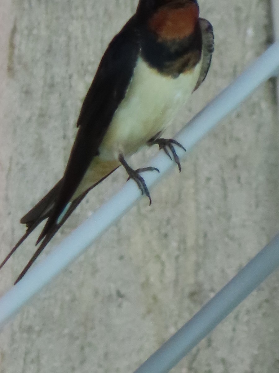 Barn Swallow - ML619820027