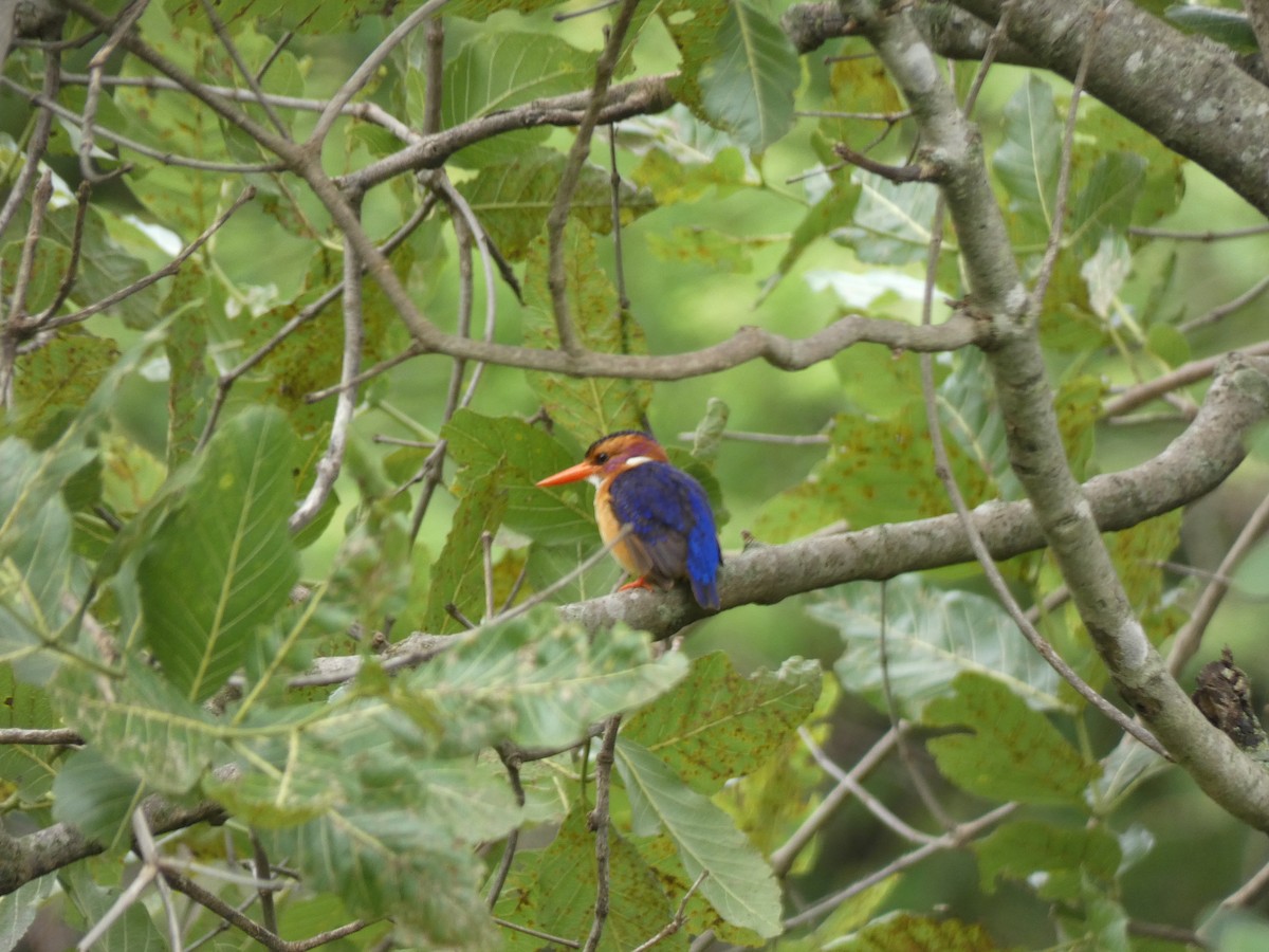 African Pygmy Kingfisher - ML619820030