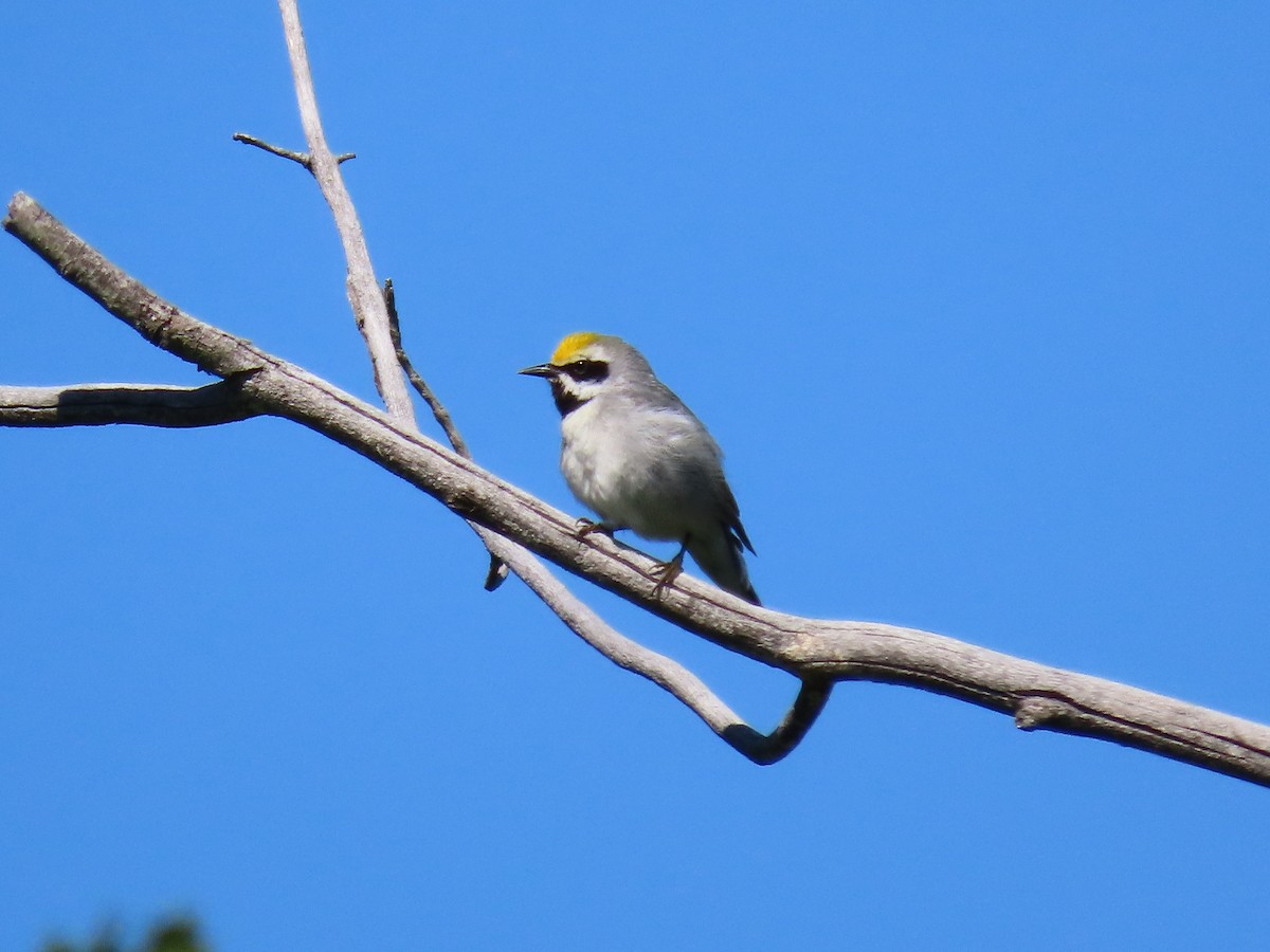 Golden-winged Warbler - ML619820033