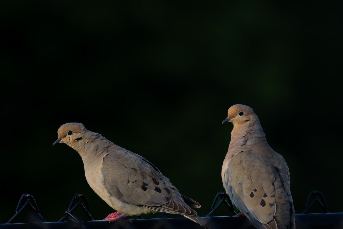 Mourning Dove - ML619820053