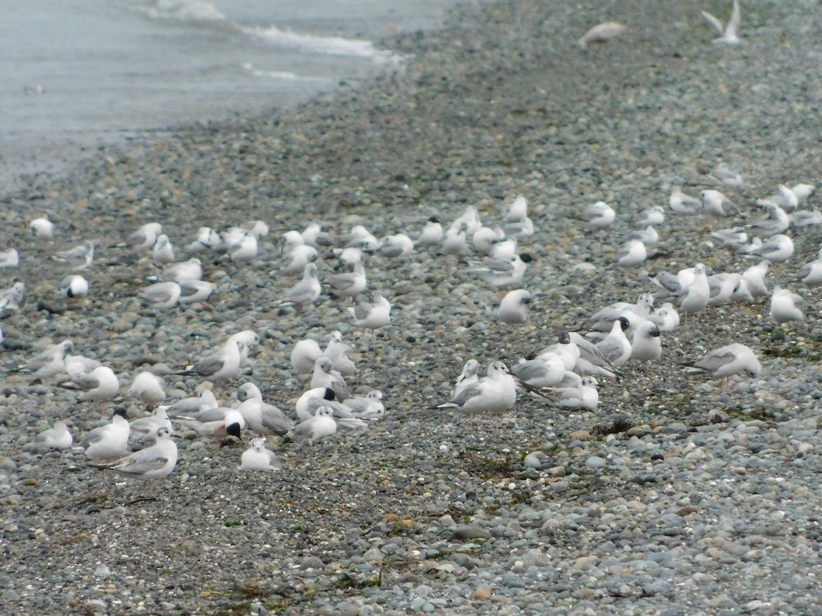 Mouette de Bonaparte - ML619820054