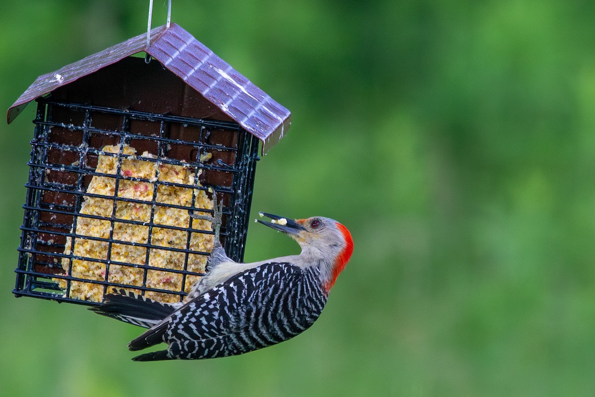 Red-bellied Woodpecker - ML619820069