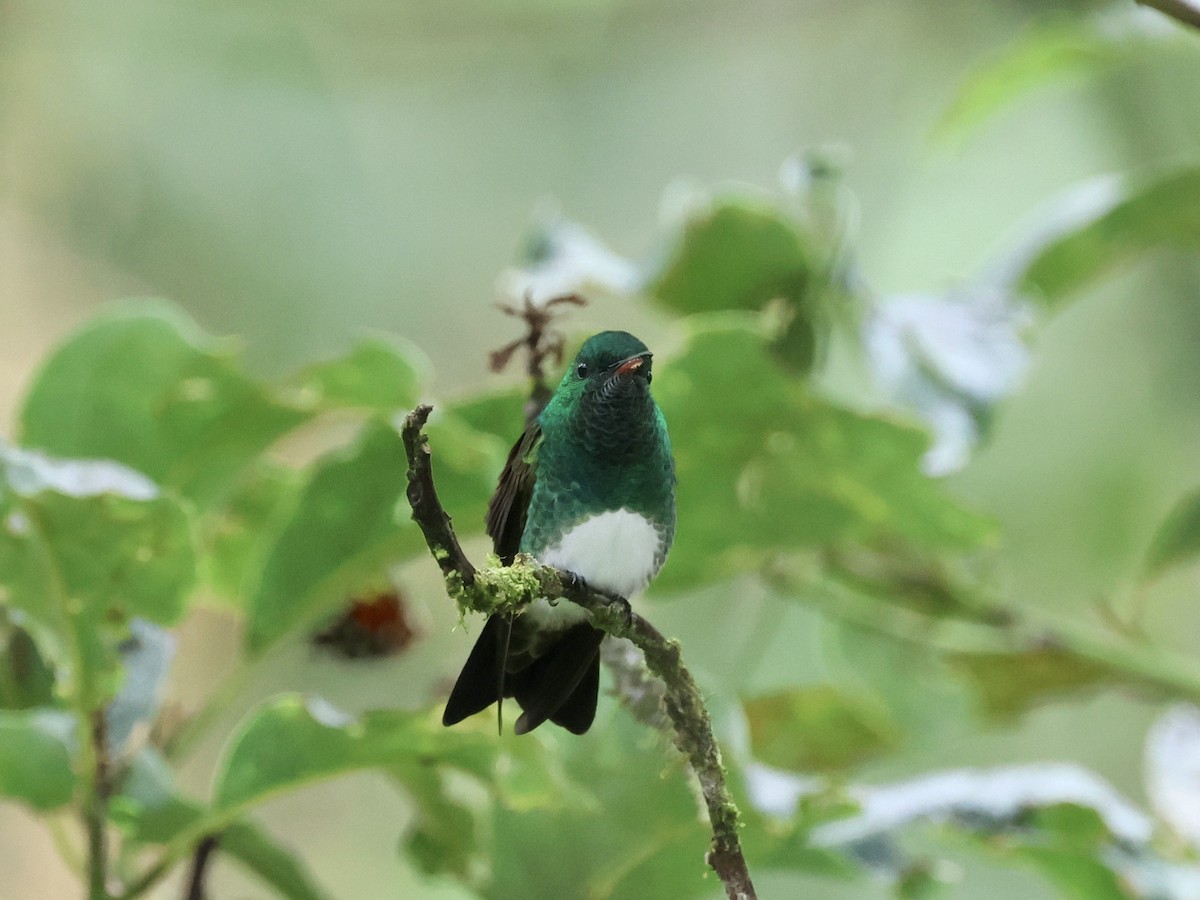 Snowy-bellied Hummingbird - ML619820081