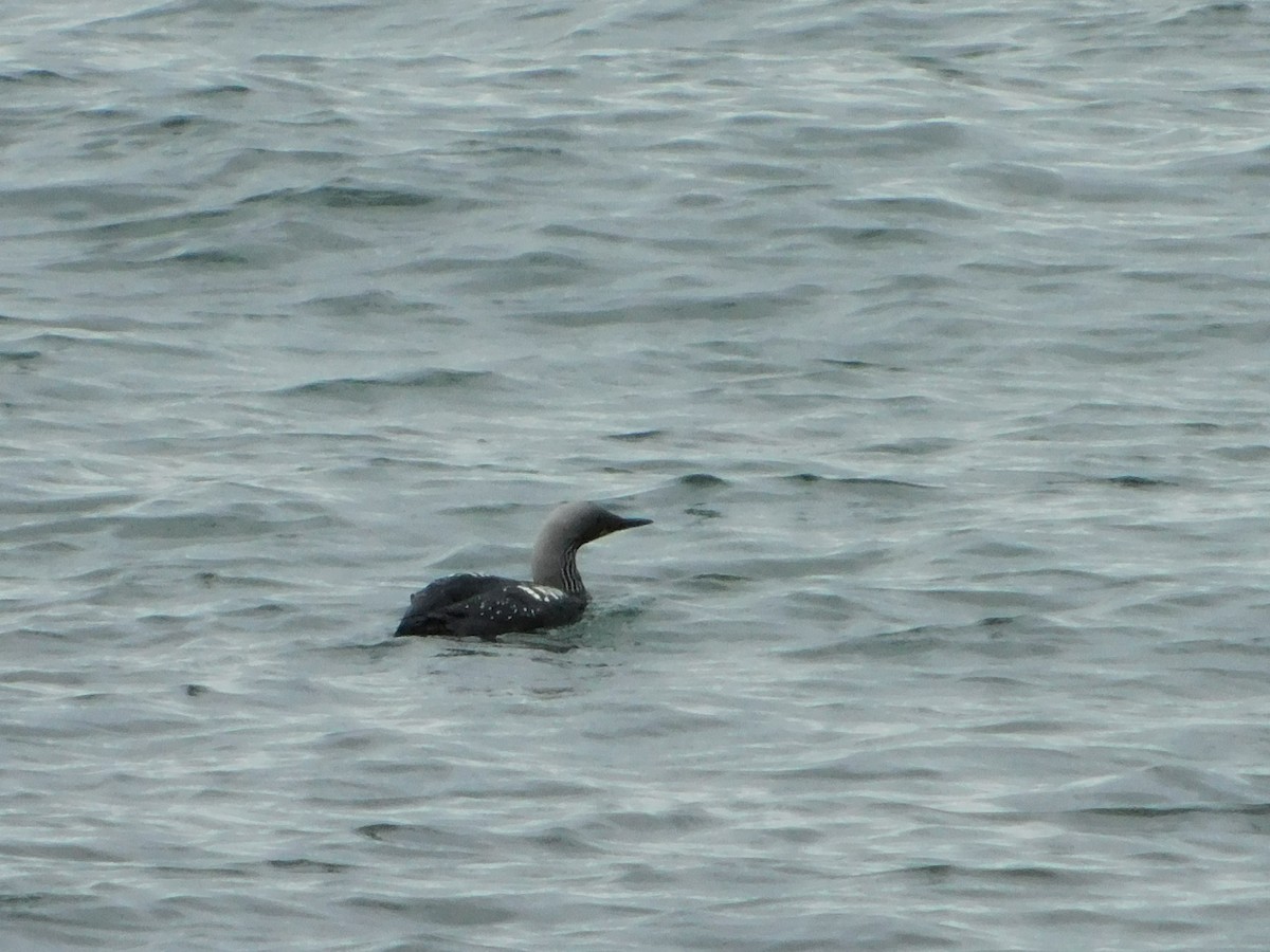 Pacific Loon - ML619820084