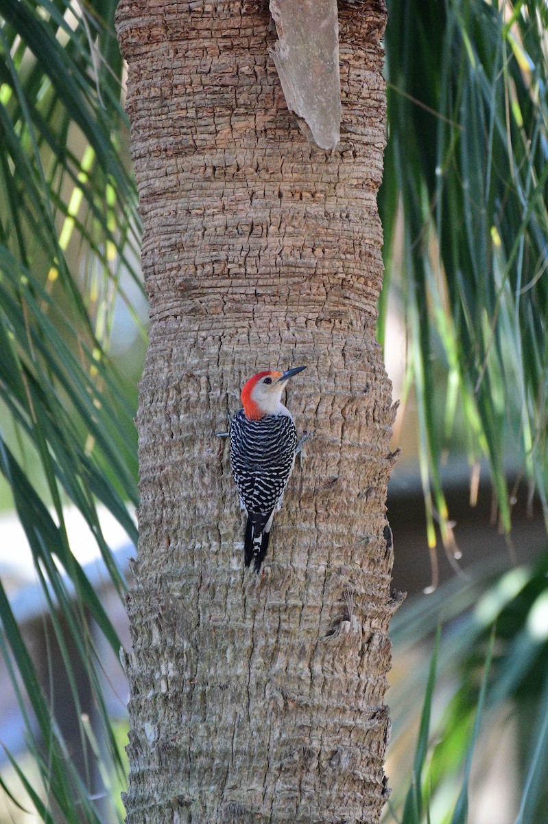 Red-bellied Woodpecker - ML619820090