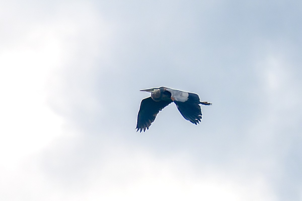 Great Blue Heron - ML619820096