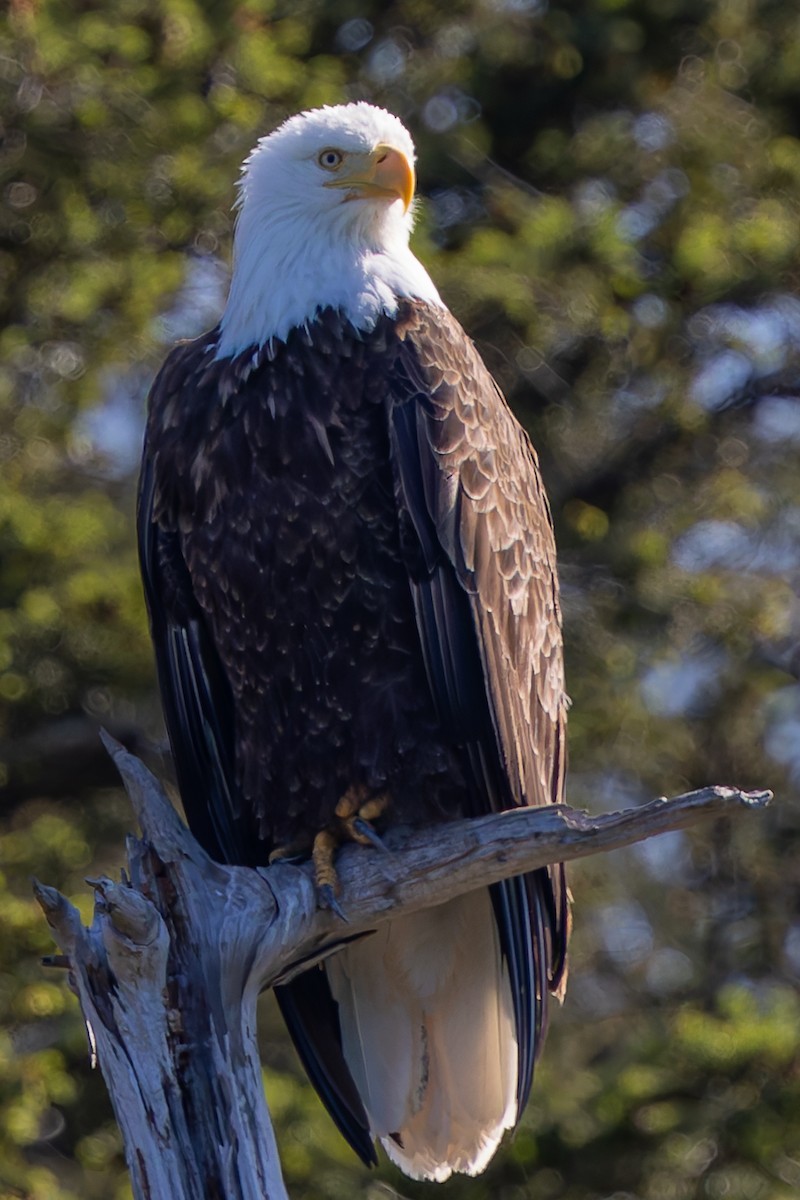 Bald Eagle - ML619820099