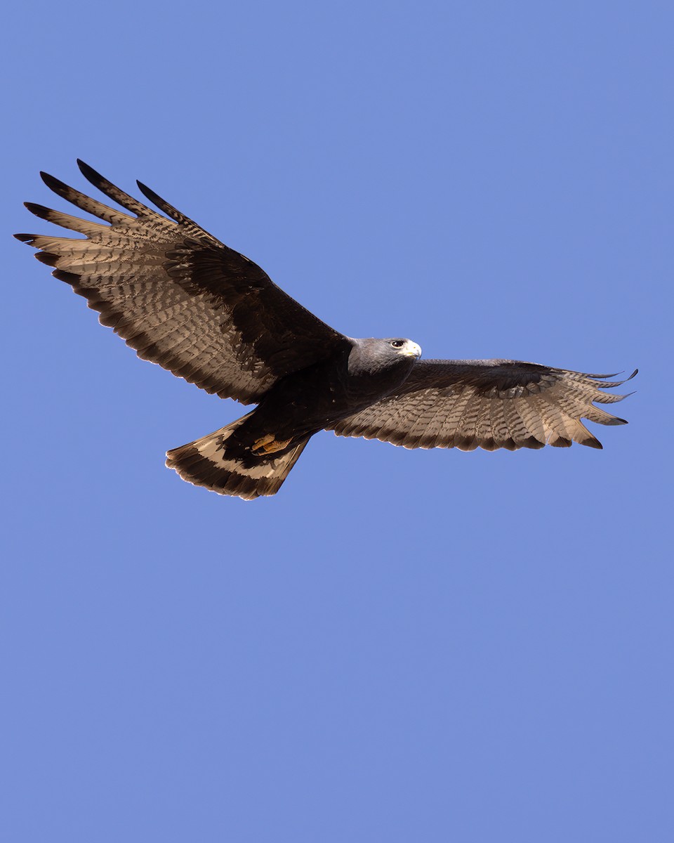 Zone-tailed Hawk - ML619820103