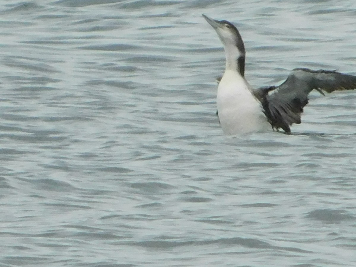 Common Loon - ML619820107