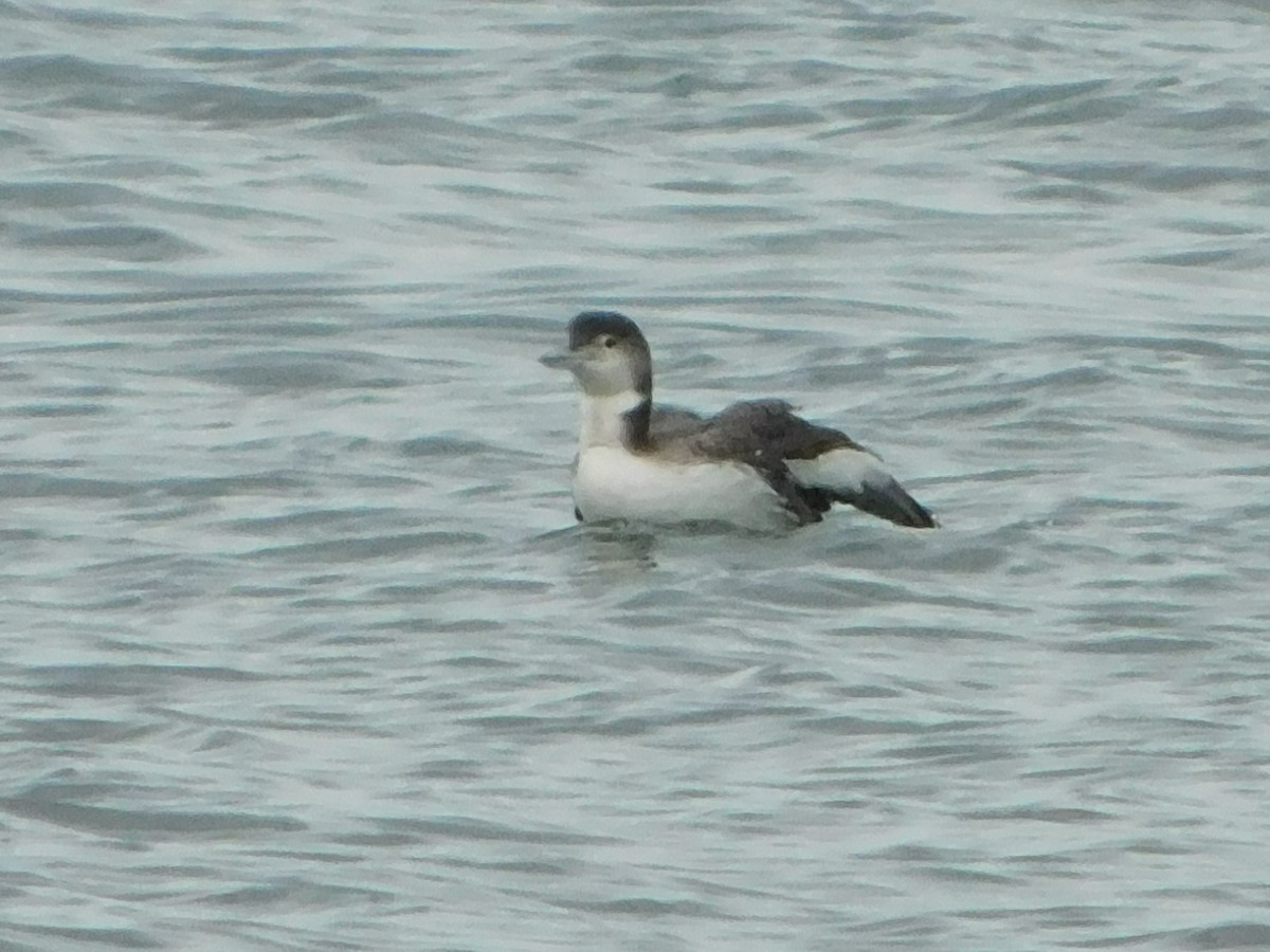 Common Loon - ML619820108