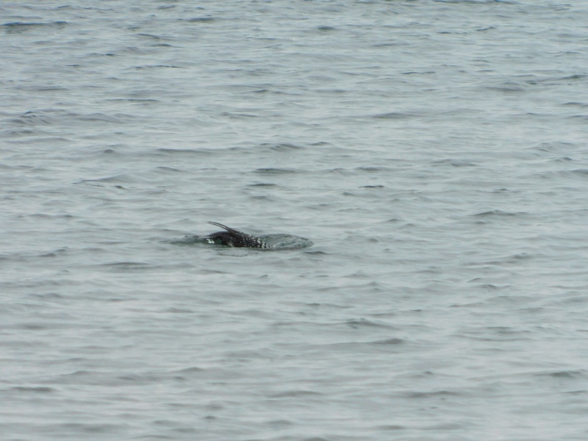 Common Loon - ML619820112