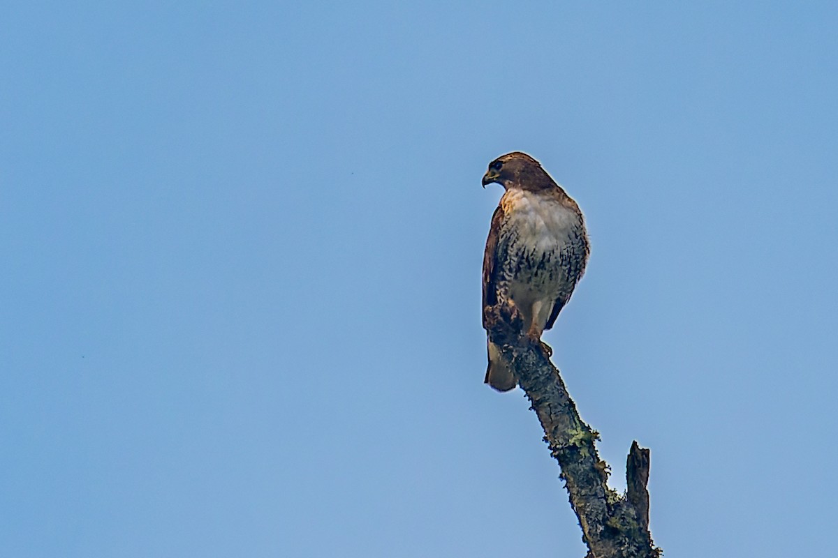 Red-tailed Hawk - ML619820122