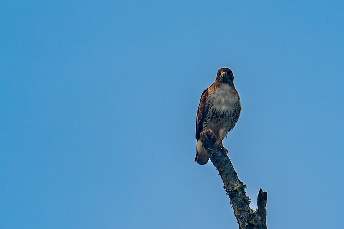 Red-tailed Hawk - ML619820124
