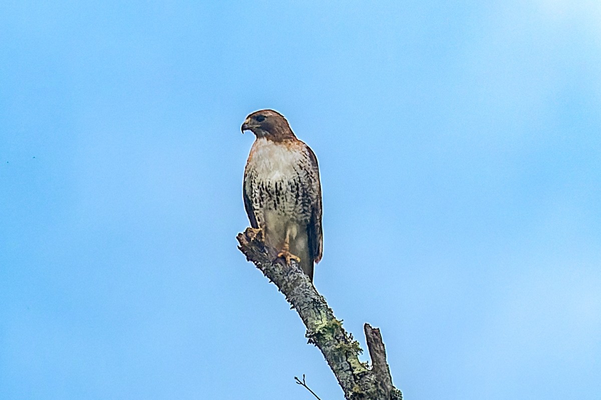 Red-tailed Hawk - ML619820125