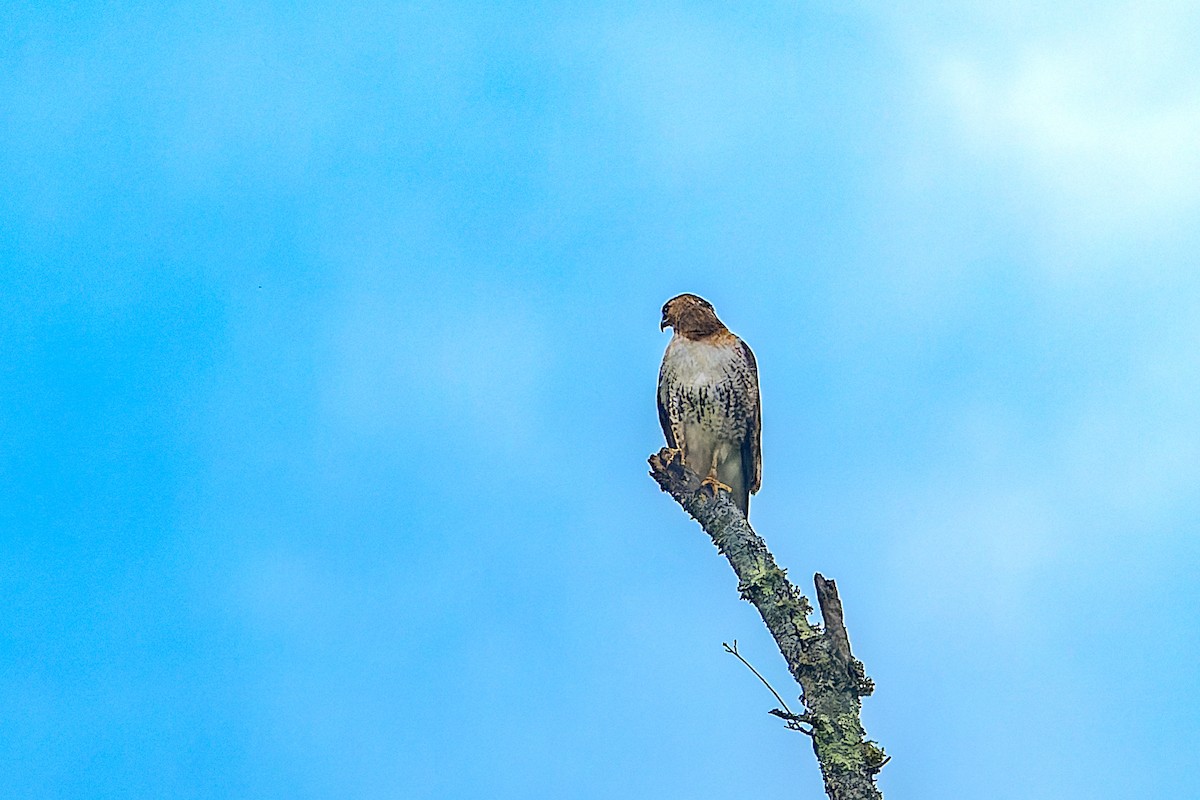 Red-tailed Hawk - ML619820126