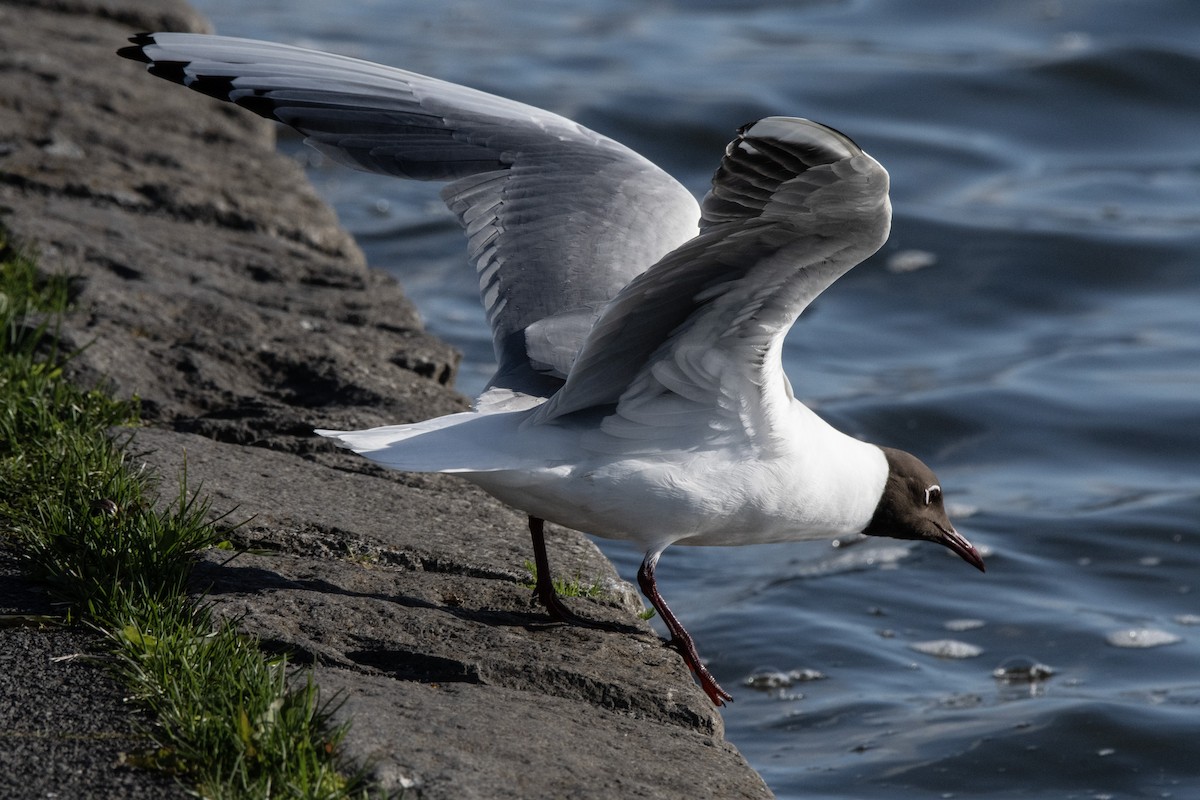 Mouette rieuse - ML619820138
