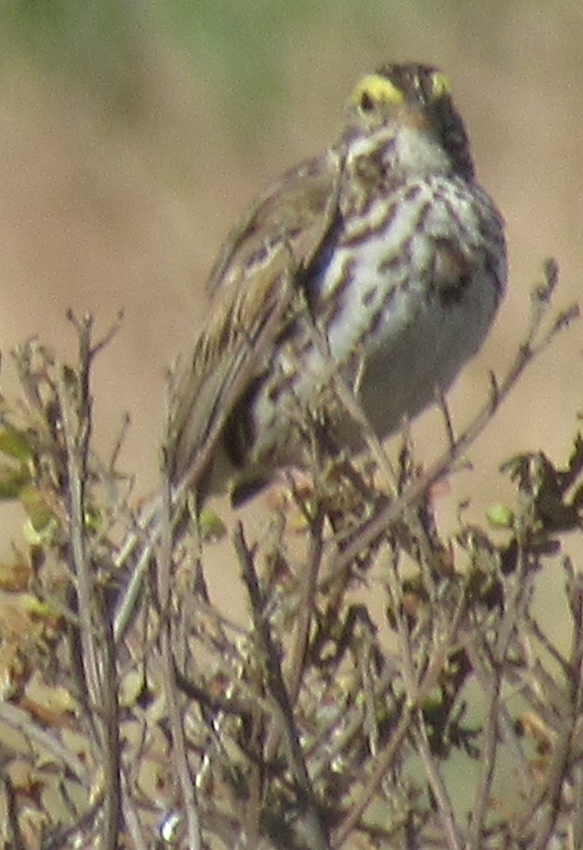 Savannah Sparrow - ML619820164