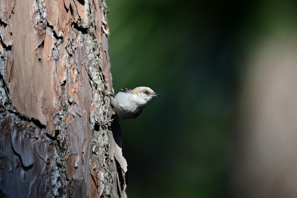 Brown-headed Nuthatch - ML619820165