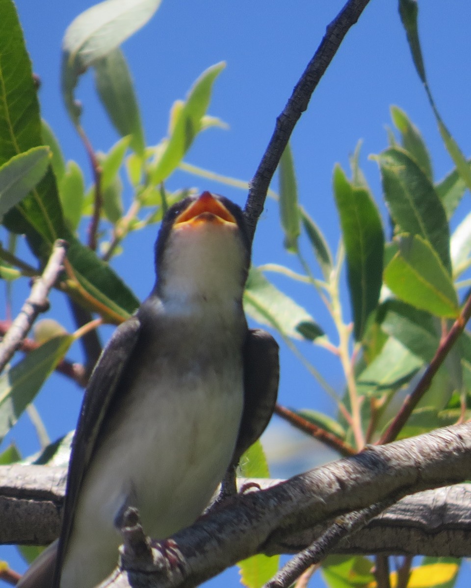 Golondrina Bicolor - ML619820174