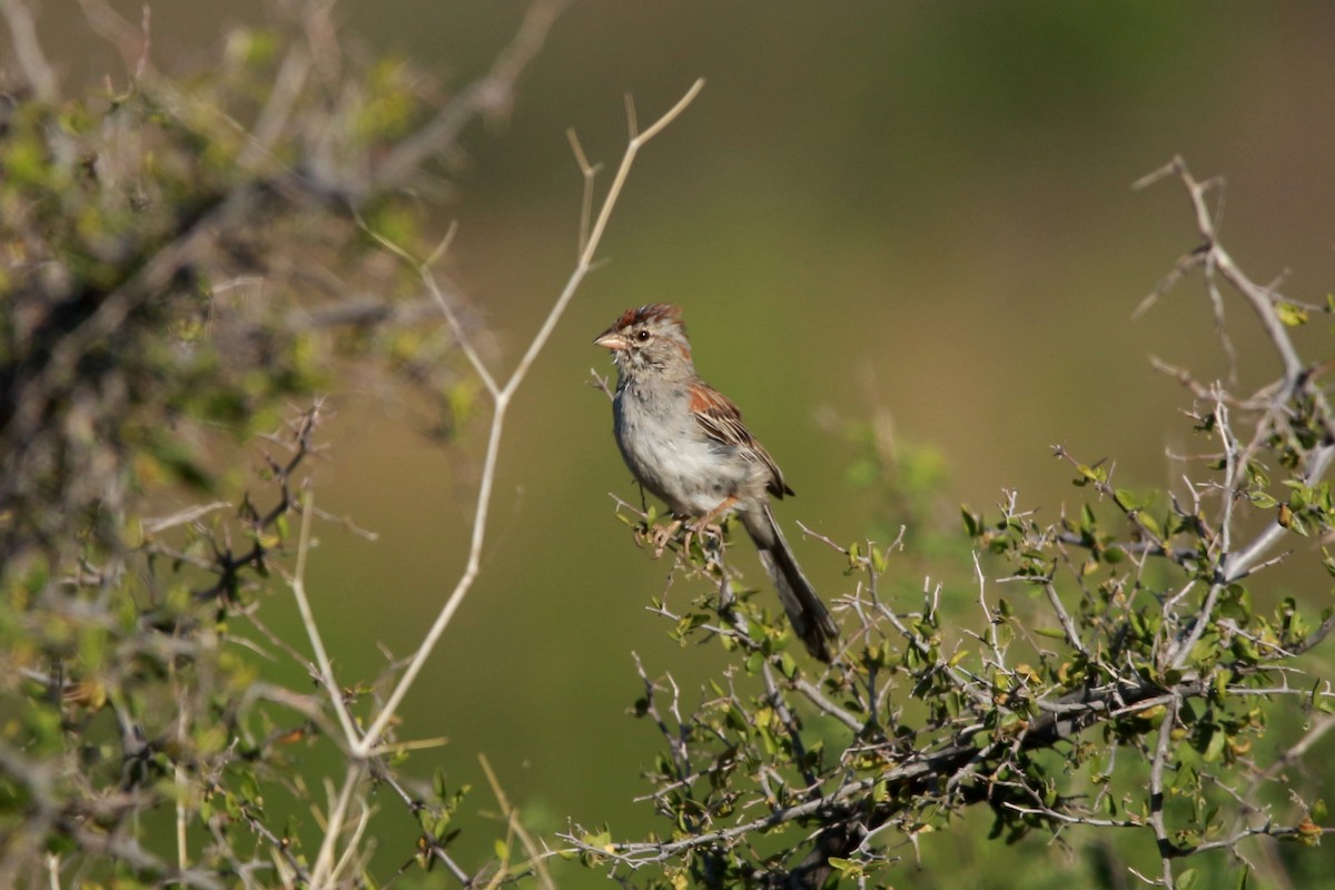 Rufous-winged Sparrow - ML619820175