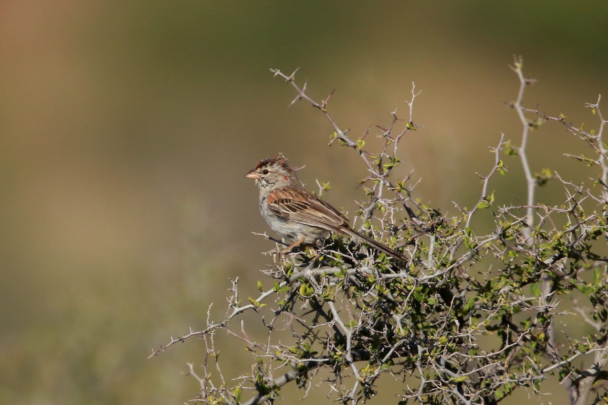 Rufous-winged Sparrow - ML619820176
