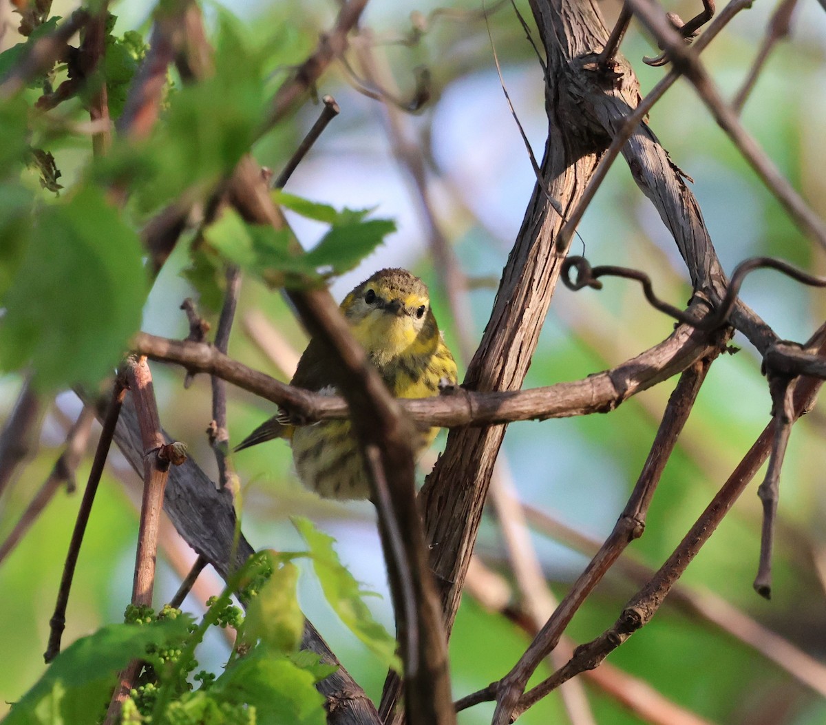 Cape May Warbler - ML619820222