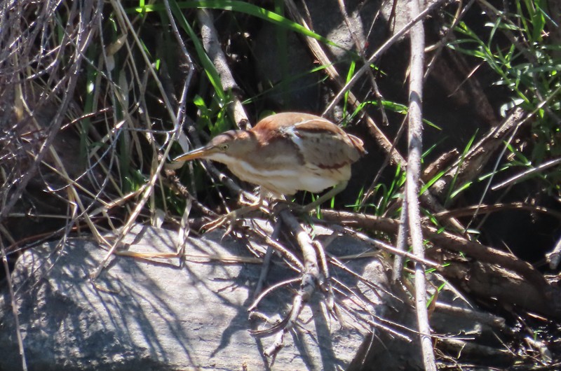 Least Bittern - ML619820229