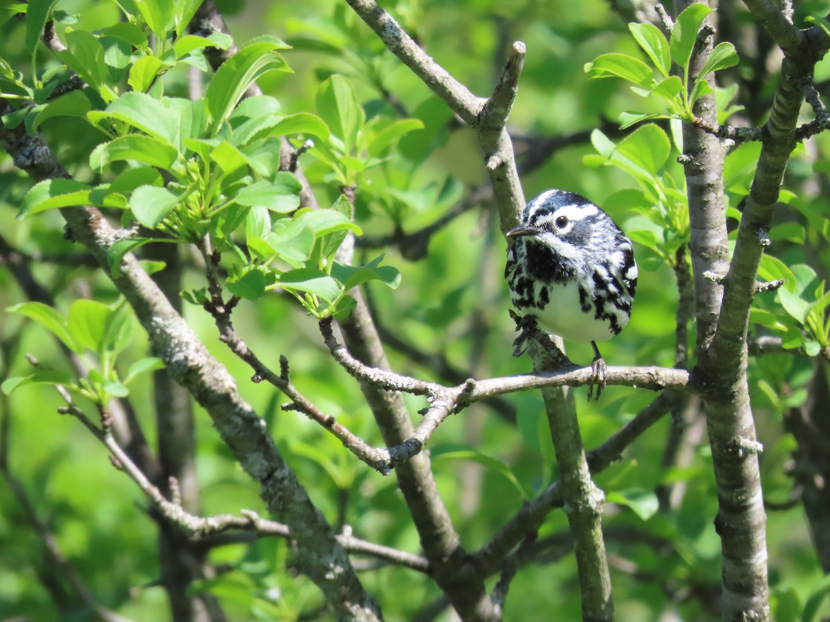 Black-and-white Warbler - ML619820235